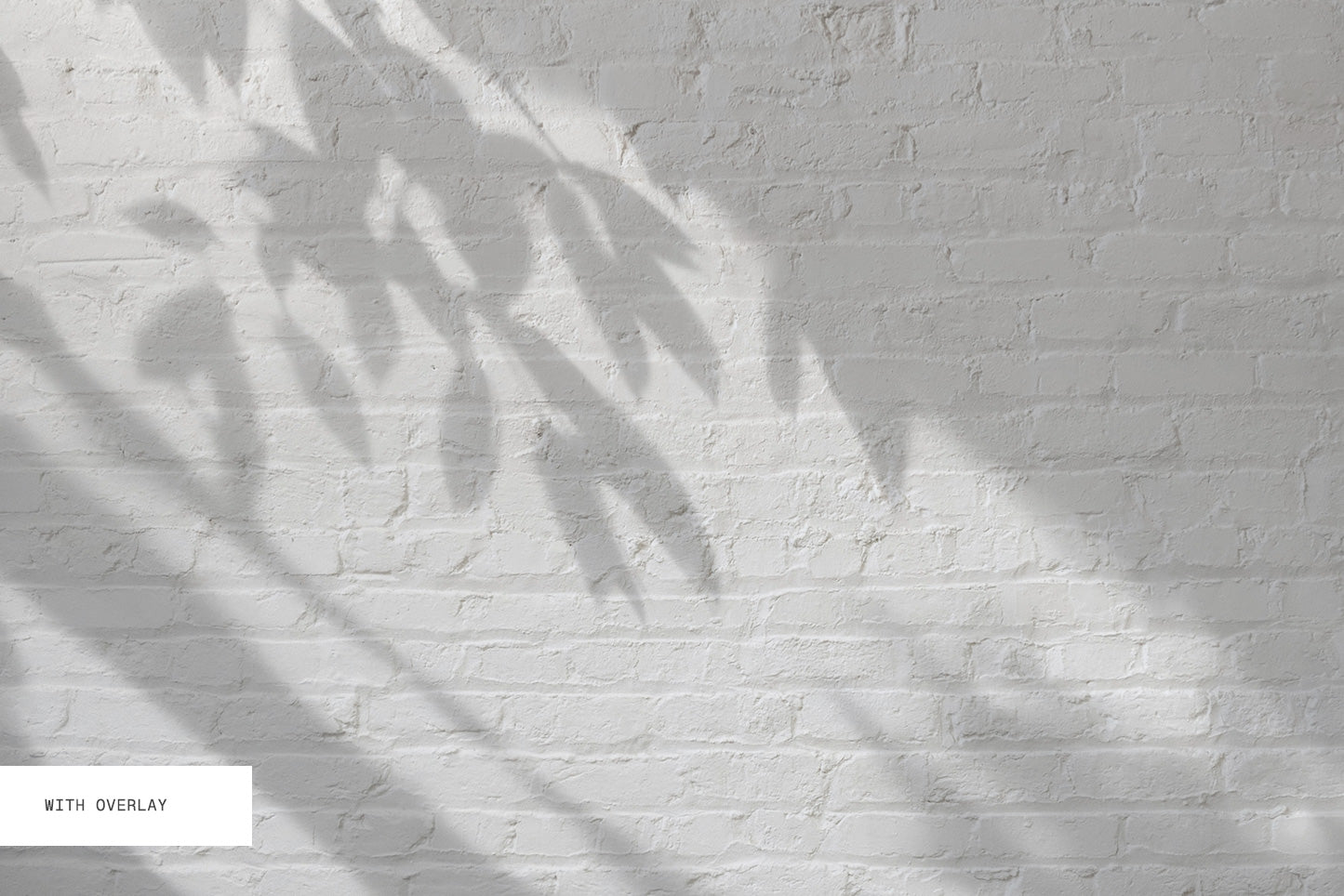 Botanical Shadow Overlays
