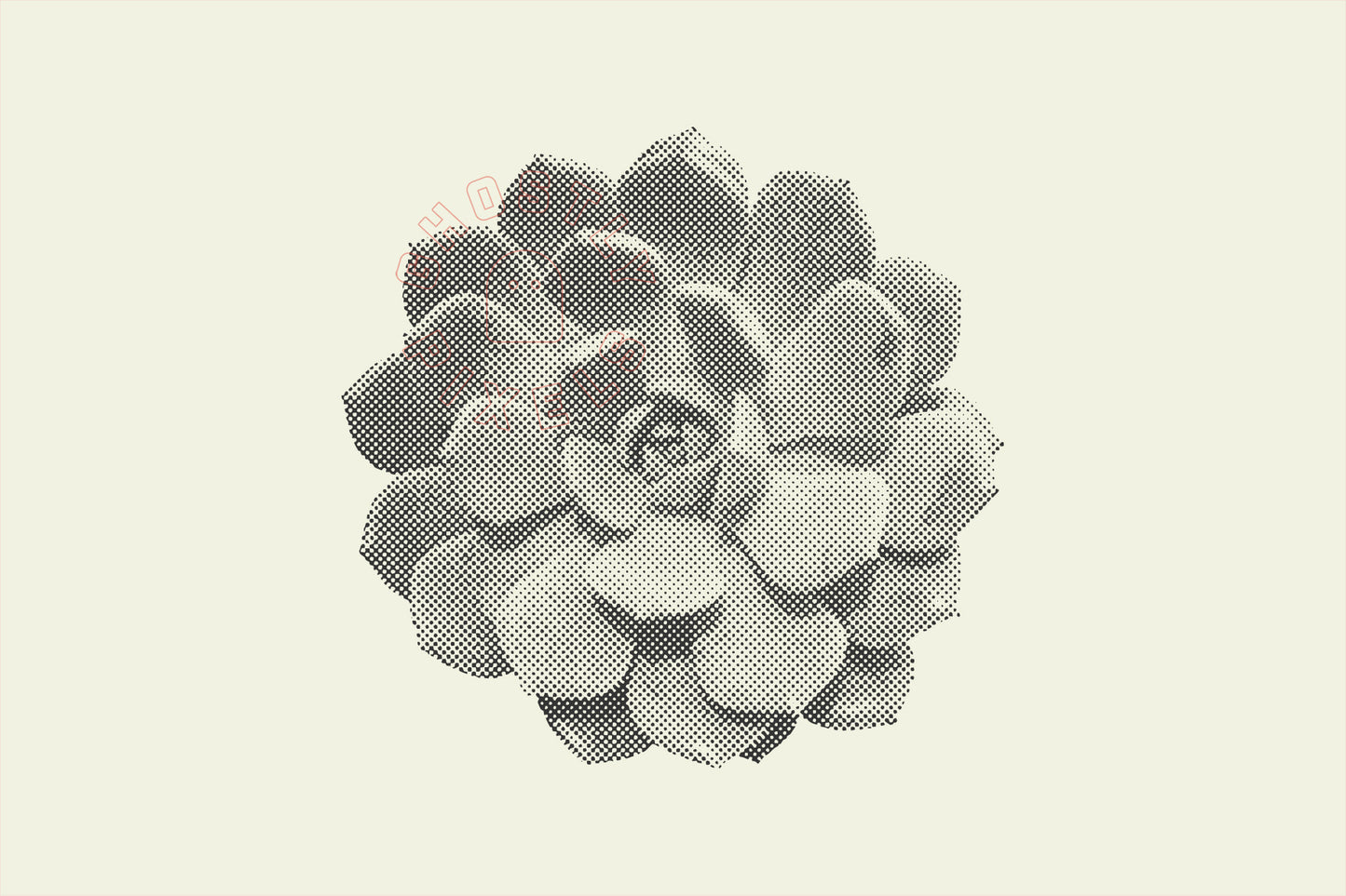 Vector Succulents