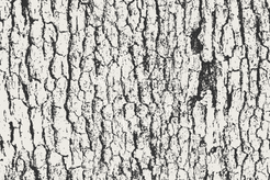 Tree Bark Vector Textures – GhostlyPixels